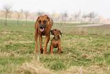 RODESIAN RIDGEBACK 151